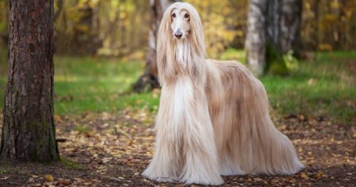 Best Bark Collar for Long Haired Dogs1