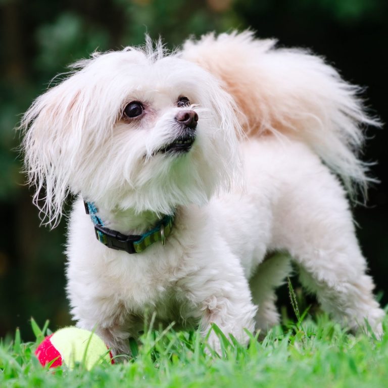 How to Train a Maltipoo not to bark