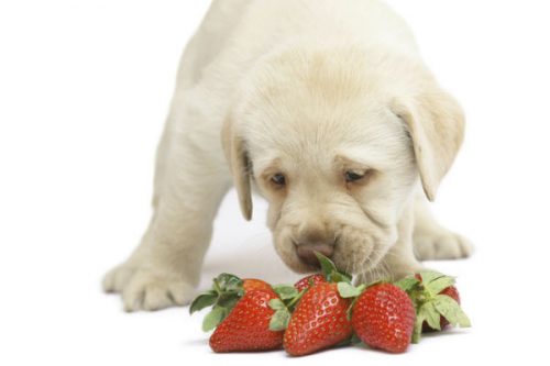 Rehabilitation Diets for Dogs