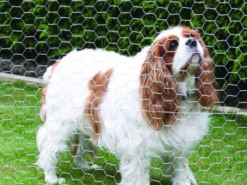 How to Build and Install a Chicken Wire Dog Fence: 2023 Tips and Tricks