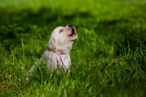How to Stop a Dog from Howling When Left Alone: Tips and Ideas