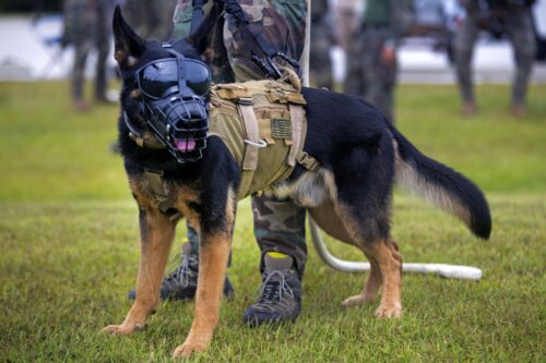 What Size Muzzle for German Shepherd is Best: An In-depth Guide