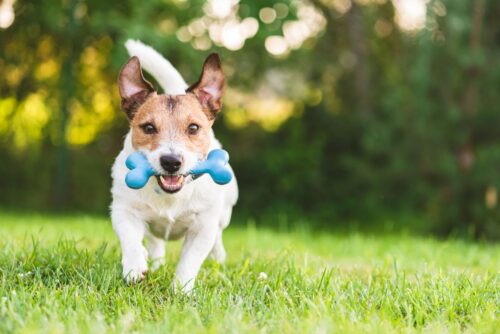 Why do Dogs Chew on Toys: A Guide for Dog Owners