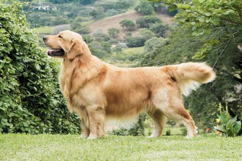How Long Can Golden Retrievers Hold Their Pee