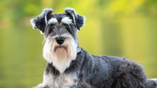 10 Best Dog Collar For Miniature Schnauzer In 2023