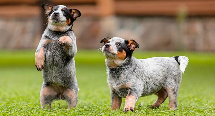 Are Blue Heelers Easy To Train? The Answer Might Shock You | 2023