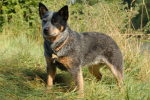 are blue heelers easy to train