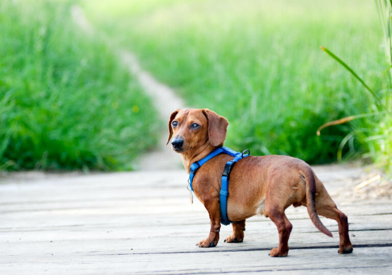 How Long to Keep a Harness on a Dog