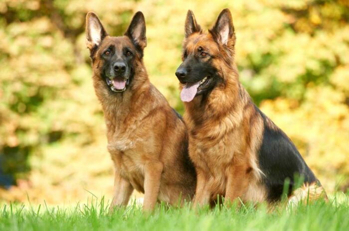 How Many Times Can A German Shepherd Give Birth?