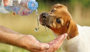 Can Dogs Drink Smart Water