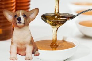 Does Honey Help Dogs With Allergies