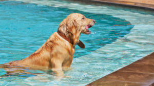 do dogs suffer when they drown