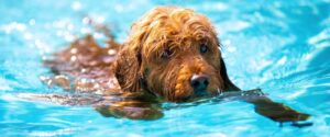 do dogs suffer when they drown