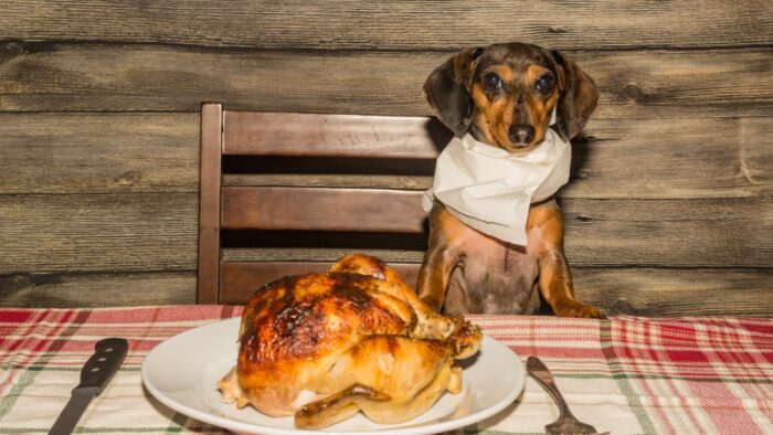 Can Dogs Eat Costco Rotisserie Chicken