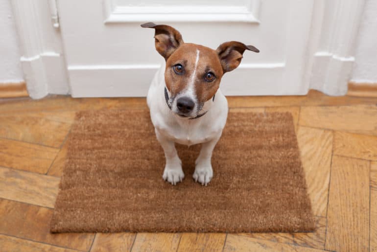 What Does It Mean When Dogs Ears Go Back: Discover 6 Possible Reasons