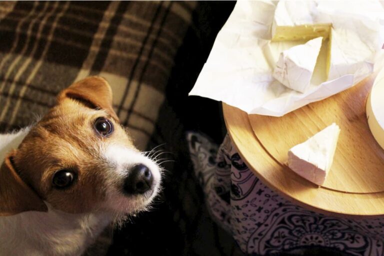 Can Dogs Eat Cheese Rind