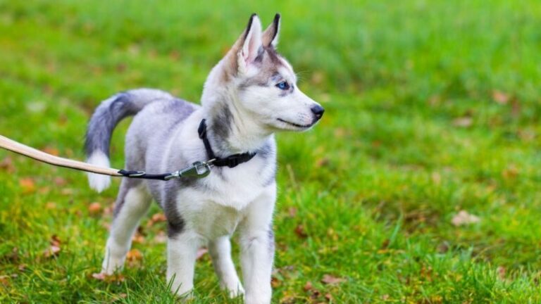 Are Shock Collars Good For Dog Training