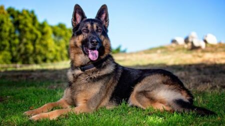 10 Reasons Why German Shepherds Attack, And How To Stop It
