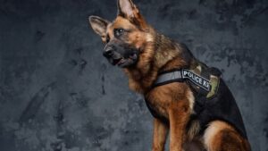 Are Police Dogs Trained With Shock Collars