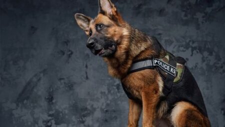 Are Police Dogs Trained With Shock Collars? The Truth Uncovered
