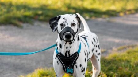 Is A Shock Collar Considered A Leash? Expert’s InSight