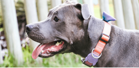 Does The Shock Collar Hurt Dogs: The Shocking Truth