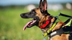 Why Are Dog Training Collars Humane